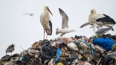 10 yıldır takip ediliyordu! Leylek Jonas İstanbul'da
