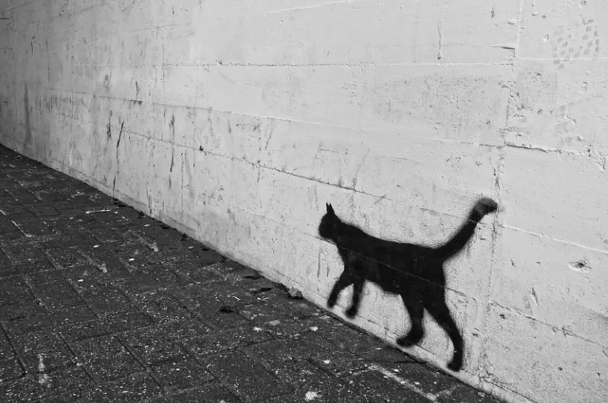 TÜRKİYE'DE HAYVAN HAKLARI 1