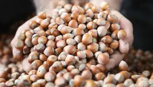 Fındık ihracatında 300 bin ton hedefi