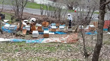 Ayılar arı kovanlarına zarar verdi