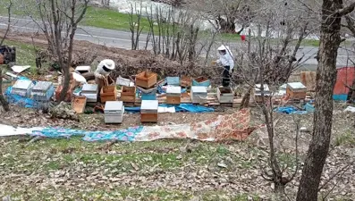 Ayılar arı kovanlarına zarar verdi