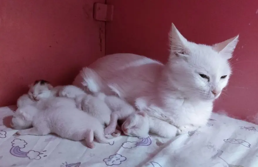 Van kedileri için koruma projesi: Yavru sayıları her yıl artacak 4 Van kedileri için koruma projesi: Yavru sayıları her yıl artacak 4