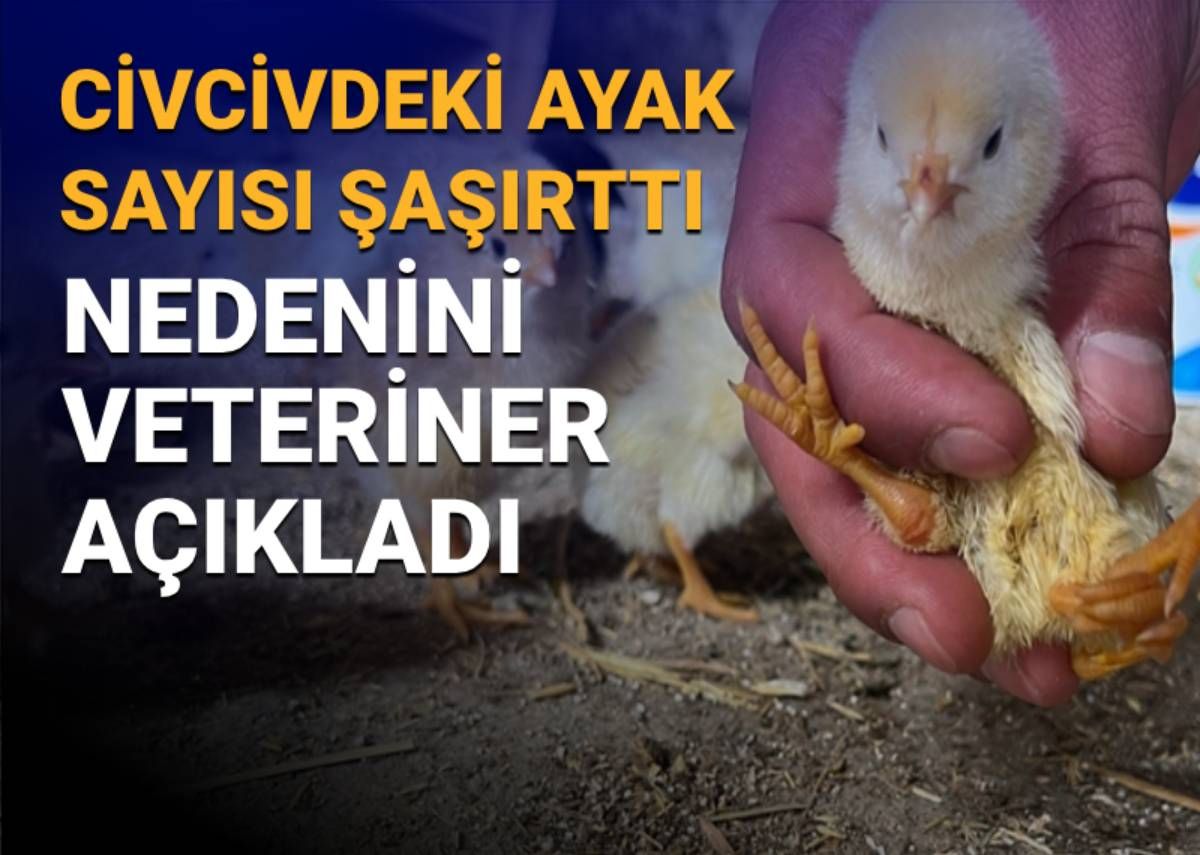 Çankırı'daki görüntü şaşırtmıştı: 4 ayaklı civciv nasıl olur? Sebebini veteriner açıkladı