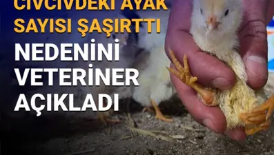 Çankırı'daki görüntü şaşırtmıştı: 4 ayaklı civciv nasıl olur? Sebebini veteriner açıkladı