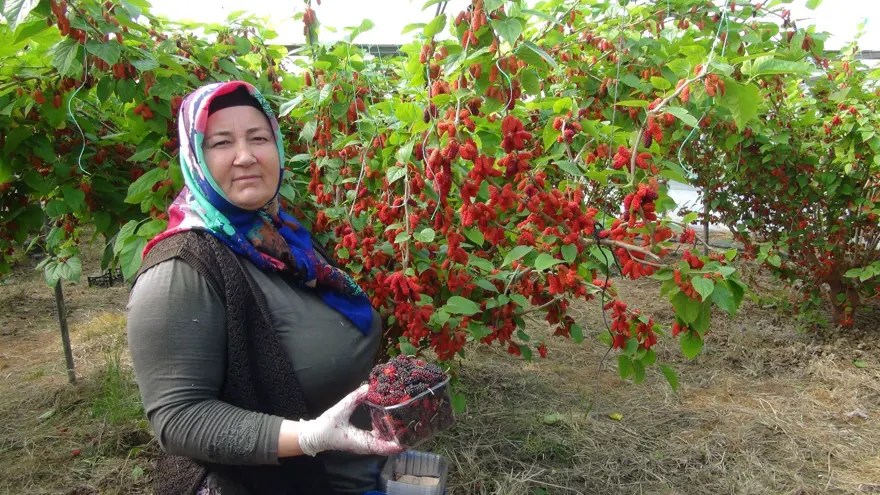 Bahçede kilosu 100 lira: Mersin'den dünyaya ihraç ediliyor 