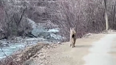 Artvin'de nesli tehlike altındaki vaşak görüntülendi