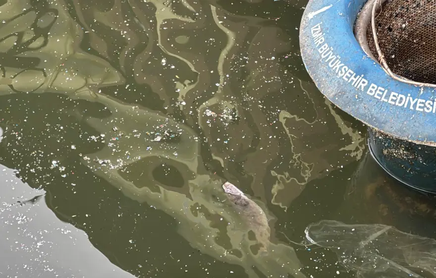 Deniz kahverengiye döndü: Balık ölümleri devam ediyor 1