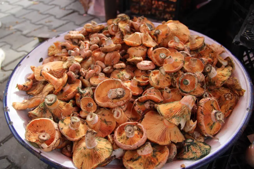 Yağmur sonrası çıkıyor, ormanda tek tek toplanıyor: Kilosu 500 liradan pazara indi Yağmur sonrası çıkıyor, ormanda tek tek toplanıyor: Kilosu 500 liradan pazara indi