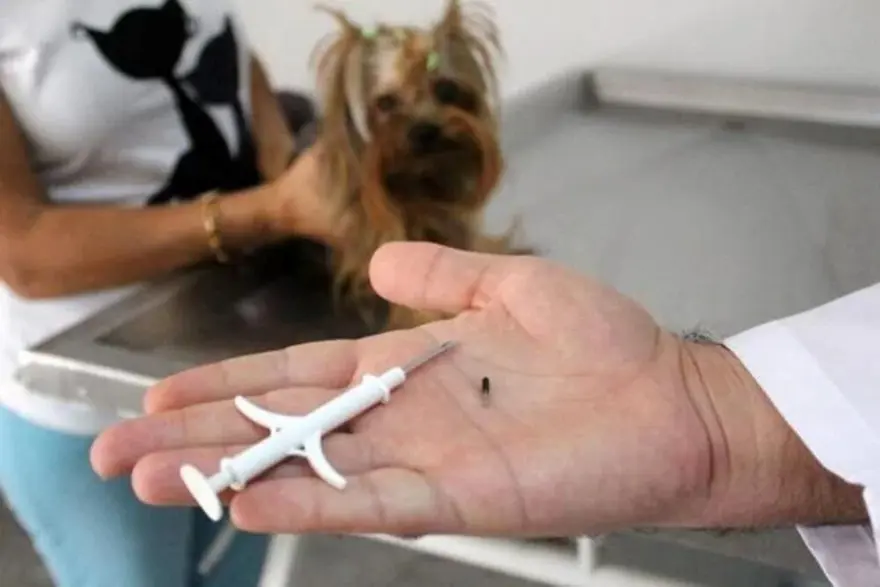 5. SORU: Mikroçip ne işe yarayacak? 4 5. SORU: Mikroçip ne işe yarayacak? 4