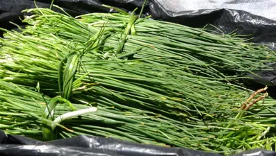 Dağlardan toplanıyor, tezgahta satılıyor: Hem geçim hem de şifa kaynağı