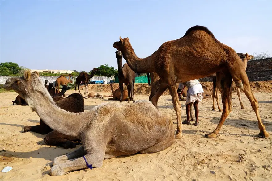 Hindistan'da Pushkar Deve Fuarı 10
