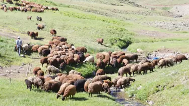 7 bin lira maaşla çoban bulamıyorlar