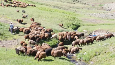 7 bin lira maaşla çoban bulamıyorlar