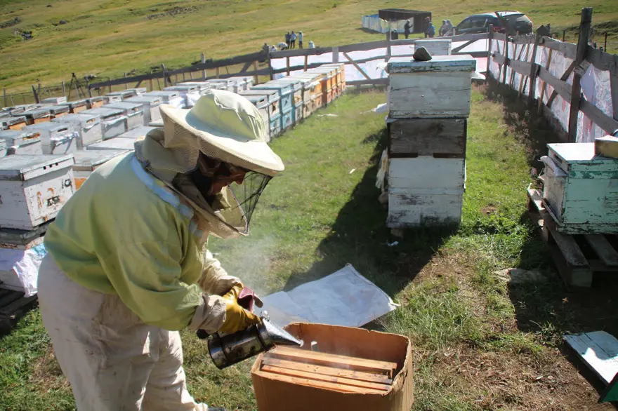 Anzer balında küçükbaş tehdidi 7