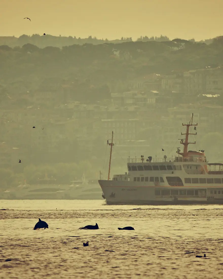 İstanbul Boğazı'nda yunusların dansı 13 İstanbul Boğazı'nda yunusların dansı 13