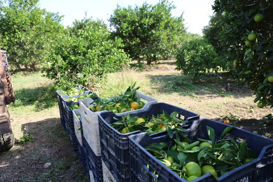 En ucuz meyve: 8 TL'ye kadar düştü 4