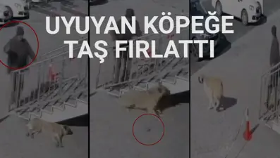 Sivas'ta sokak köpeğine şiddet