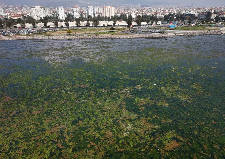 Halk arasında "deniz marulu" olarak biliniyor: İzmir Körfezi'ni kapladı 3