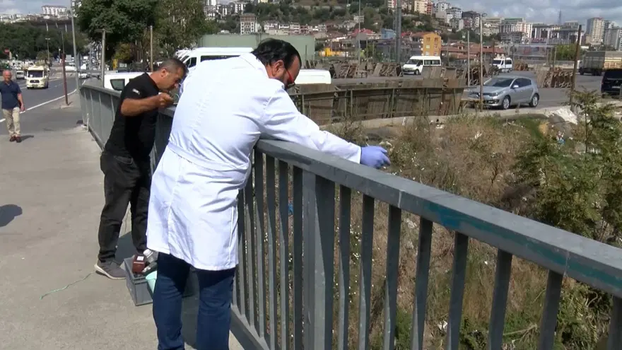 Alibeyköy Deresi'nde balık ölümleri 1