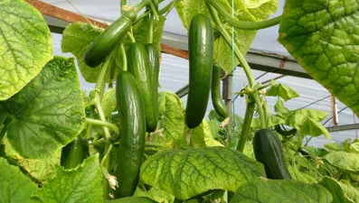 Soğuk havalar nedeniyle 2 günde 1 toplanıyor, bu yıl yüz güldürdü: "10 senede ilk kez bu kadar kazandık"