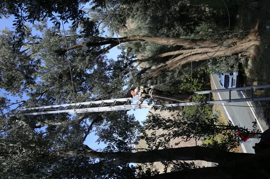 "BUTKO ZEYTİNİ, ARTVİN'DE ALTIN DEĞERİNDEDİR" 5