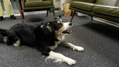 Yapay zeka köpeklerin havlamalarından 5 duyguyu saptayabiliyor