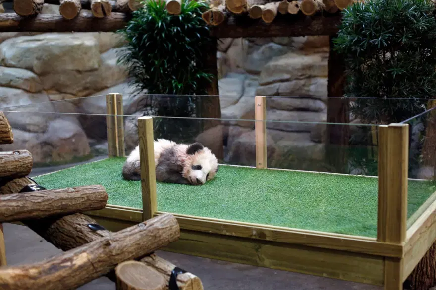 Fransa'da doğan ilk panda Yuan Meng'e uzun yol görevi: Neslini devam ettirecek 7 Fransa'da doğan ilk panda Yuan Meng'e uzun yol görevi: Neslini devam ettirecek 7