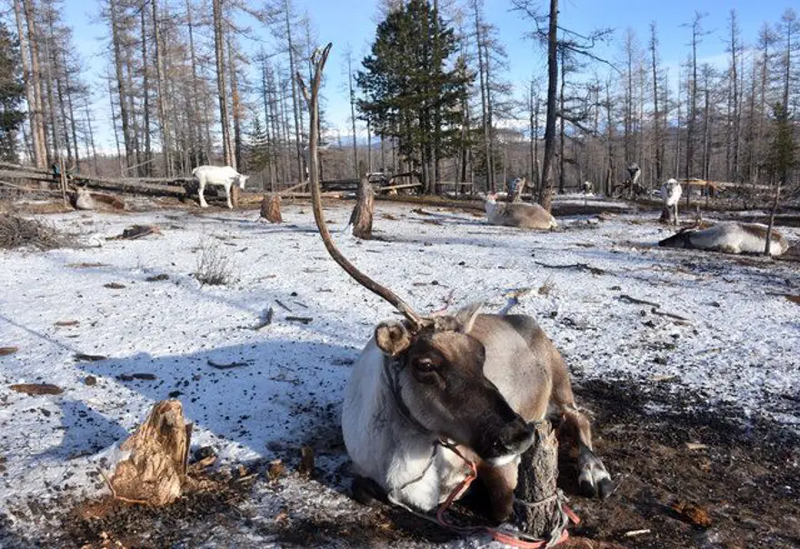 Moğolistan'da ıssızlığın ortasındaki bir avuç Türk: Duhalar 30