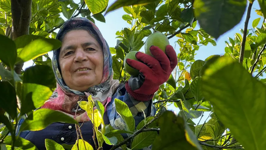 Limonun ihracat yolculuğu başladı 2