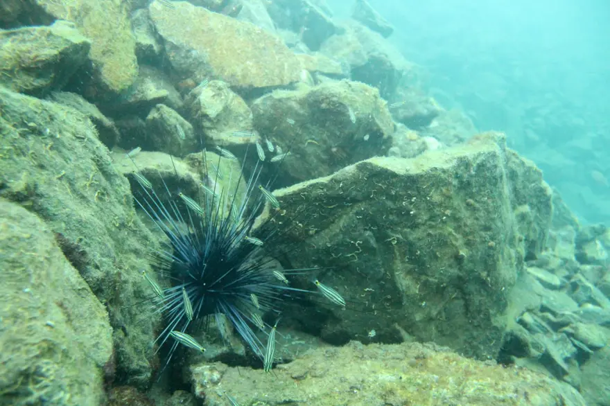 "İNSANLIK TARİHİ BOYUNCA İLK KEZ GÖRÜYORUZ" 6