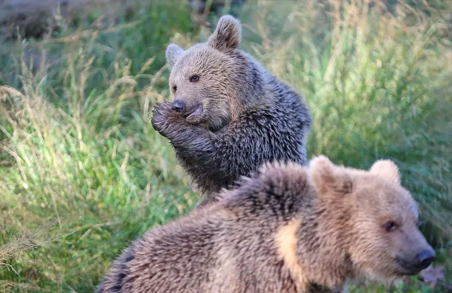 Türkiye'nin tek ayı barınağı Ovakorusu'nun maskotu oldular 