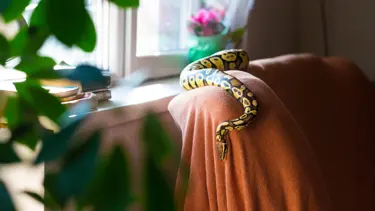 Sıcak havalarda bu hayvana dikkat! Serinlemek için apartmanları tercih ediyor