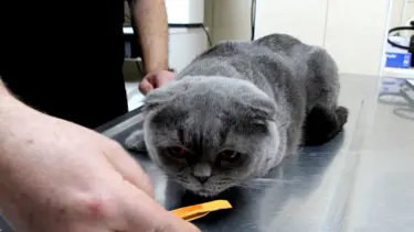 6 milyonda bir görülüyor: Çift cinsiyetli kedi görenleri şaşırttı