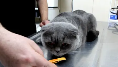 6 milyonda bir görülüyor: Çift cinsiyetli kedi görenleri şaşırttı