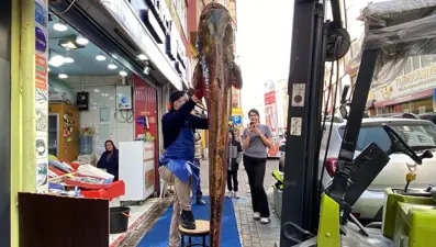 Meriç Nehri’nde yakalandı, tam 3 metre: Kilosu 450 liradan satışta