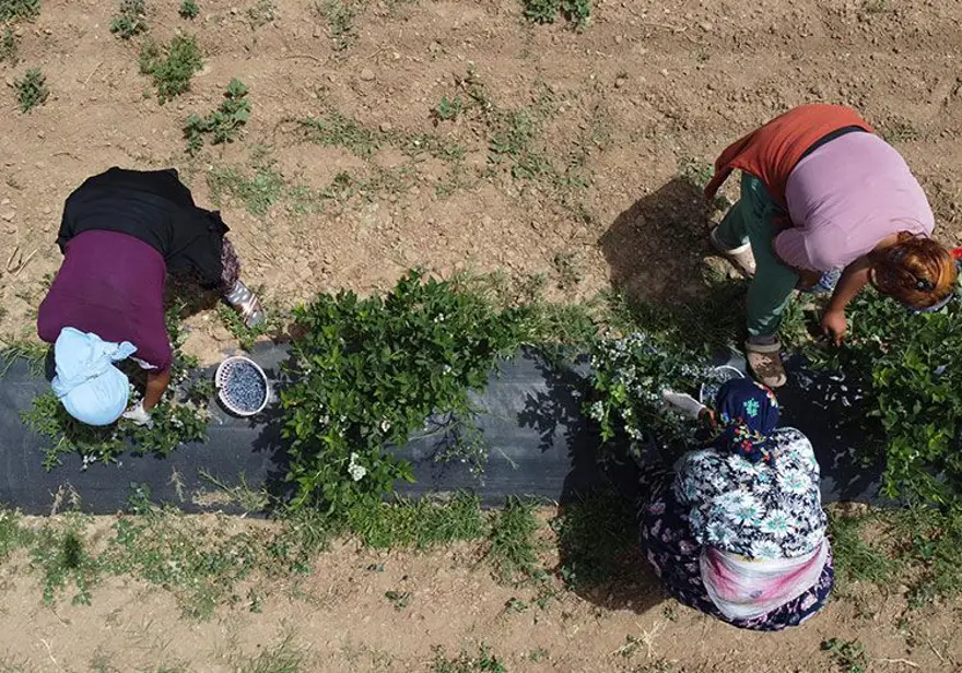 Kuzey Amerika'dan Türkiye'ye kadar yayıldı! Kilosu 230 liradan kapış kapış satılıyor, tıbbi değeri çok yüksek Kuzey Amerika'dan Türkiye'ye kadar yayıldı! Kilosu 230 liradan kapış kapış satılıyor, tıbbi değeri çok yüksek