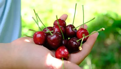 Rekolte düşüşü sonrası fiyat uçtu: Kirazı zirai don vurdu
