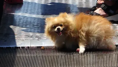 Taksim’de köpeğin ayakları yürüyen merdivene sıkıştı