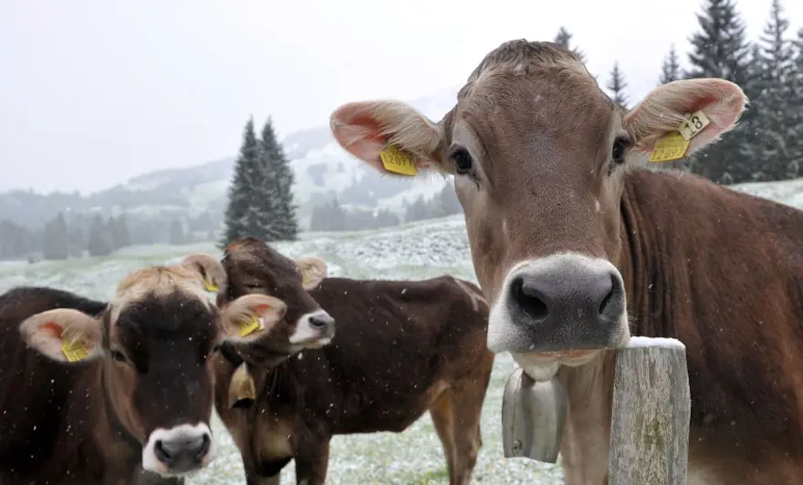 Yaz bekliyorlardı kar geldi 4