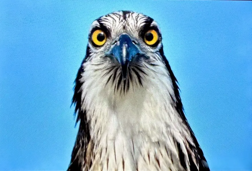 Türkiye’de nadir bulunuyordu: Bursa'da görüntülendi 2