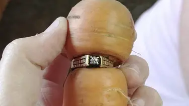 Kayıp yüzük 13 yıl sonra havuçta çıktı