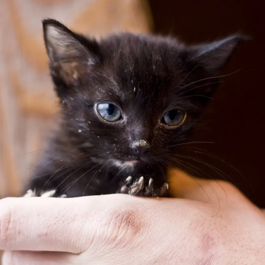 Hayatını kedileri kurtarmaya adadı 21