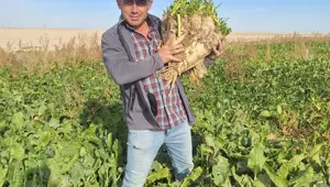 Tam 24 kiloluk, görenleri şaşırttı: Konya'da hasat edildi