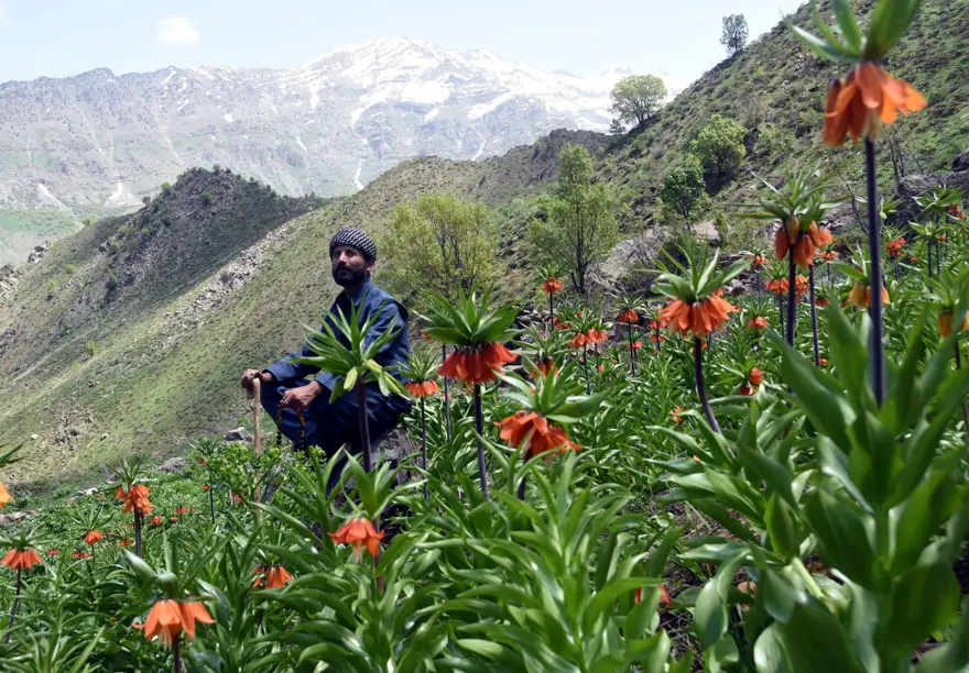 Hakkari dağlarında 'ters lale' buluşması 17