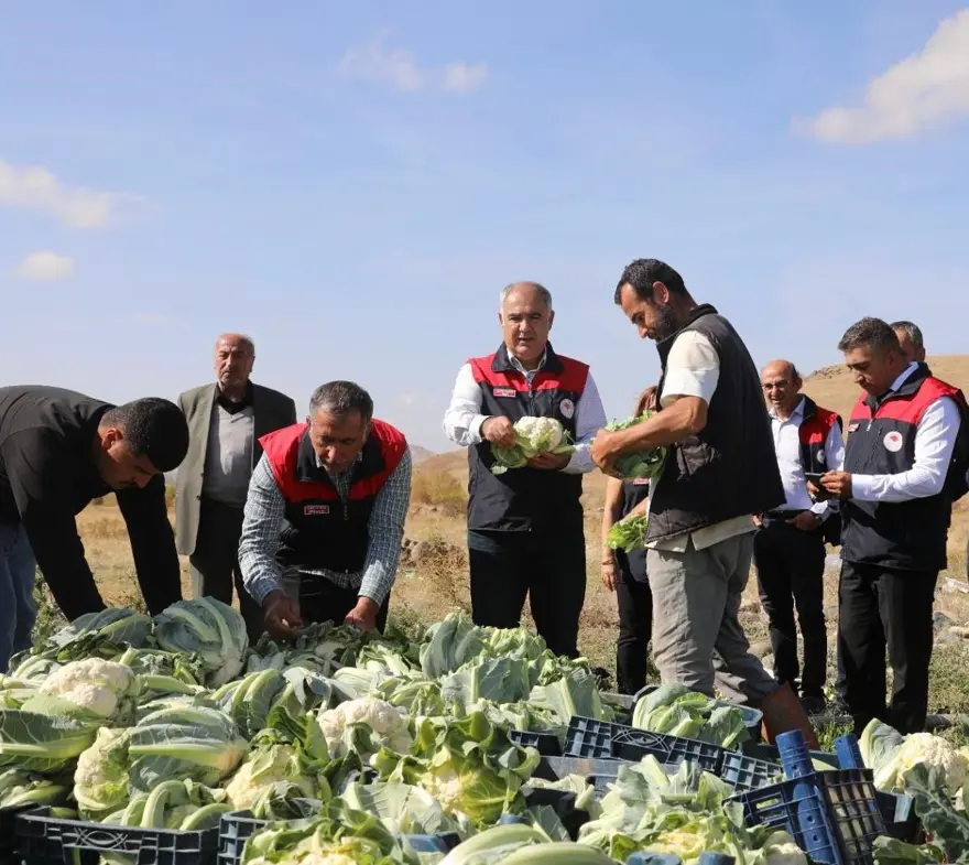 26 dekar alanda 2 yıldır yetiştiriyor: Hasadı başladı 2