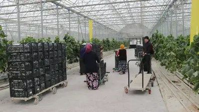 Van'da eksi 46 dereceye rağmen jeotermal serada salkım domates yetiştiriliyor