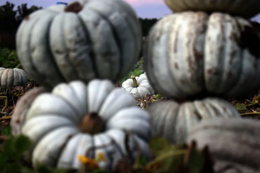 "SAKARYA KABAĞININ ÜNÜ DİĞER İLLERDE DE VAR" 6