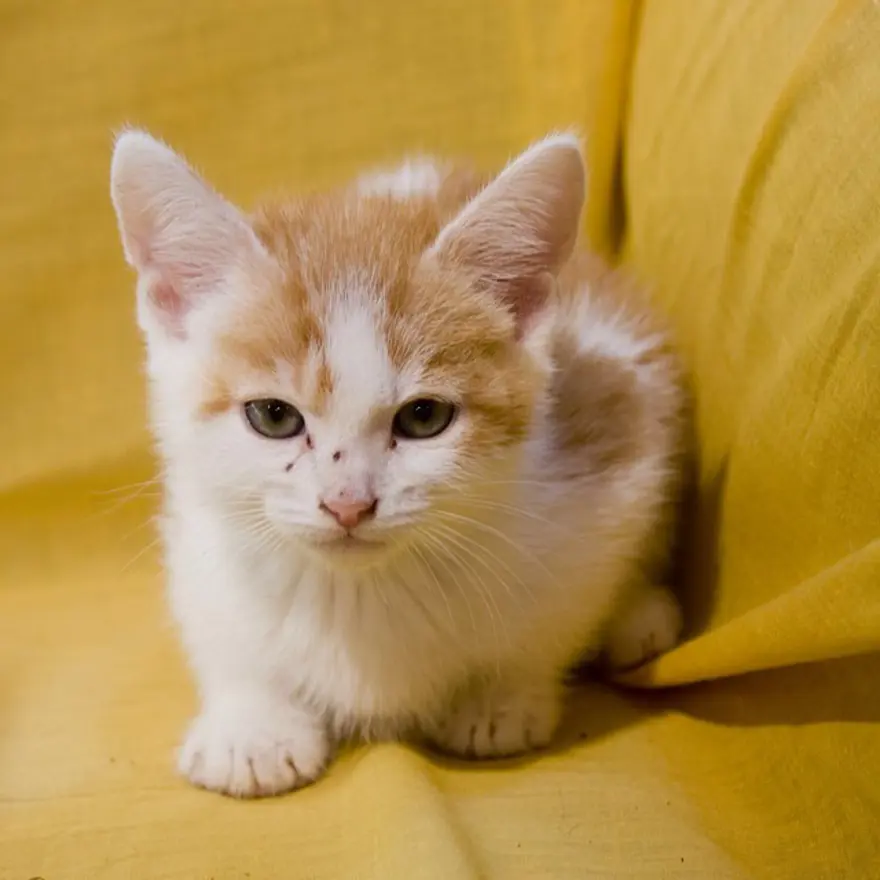 Hayatını kedileri kurtarmaya adadı 19