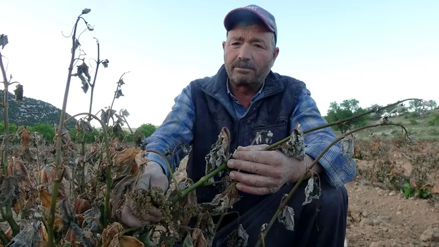 Mersin'de sıcaklık ani düştü, meyve bahçeleri zarar gördü 1 Mersin'de sıcaklık ani düştü, meyve bahçeleri zarar gördü 1
