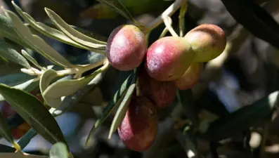 Zeytin ve ekmek kitapları Dünya Kitap Yarışması’nda